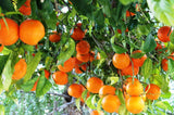 Happy Inhaler- Aroma Therapy- Orange- doTERRA