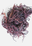 Sea Moss Gel - Wildcrafted- Organic - Bryan/College Station ONLY!