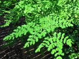 Organic Moringa Seeds- 40 Seeds